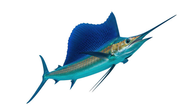 Isolated Sailfish with prominent dorsal fin and elongated bill in bright studio lighting