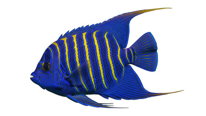 Isolated Majestic Angelfish, a vibrant tropical sea creature with blue and yellow stripes and graceful fins © Miguel