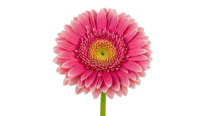 Isolated vibrant pink Gerbera daisy on a stem for cards, prints, web graphics and more