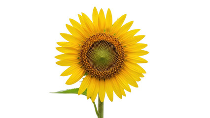 Fototapeta premium Isolated sunflower blossom with a yellow bloom, green leaves, and stem in full sunlight