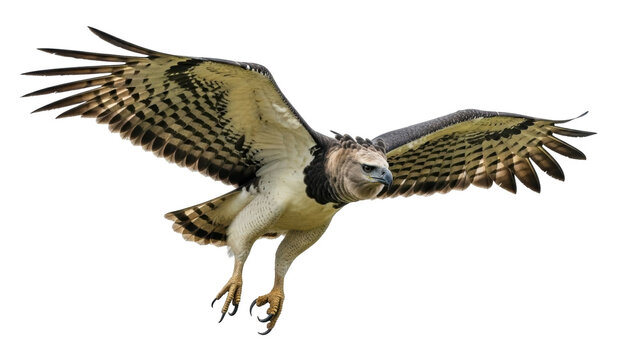 Isolated harpy eagle with its wings spread in flight, a predatory bird of prey in wild nature