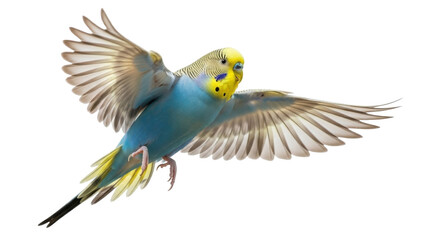 Isolated Budgerigar Parakeet With Open Wings In Flight Pose Close Up Against Plain Backdrop
