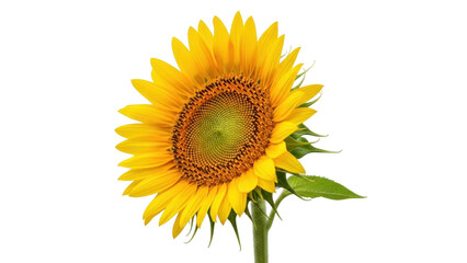 Obraz premium Isolated blooming sunflower plant with yellow petals on a stem and green leaf, summer flora