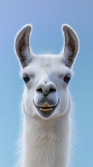 Fototapeta premium White llama portrait with funny expression isolated on blue background
