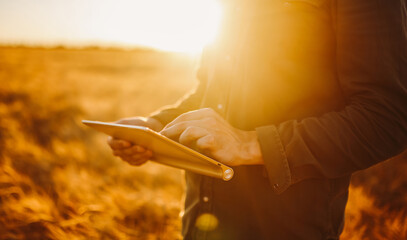 A person stands in a golden field during sunset while holding a tablet. The warm sunlight creates a soft glow around the surroundings. The scene captures a moment of technology in nature. © maxbelchenko