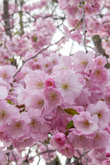 Fototapeta premium pink cherry blossom