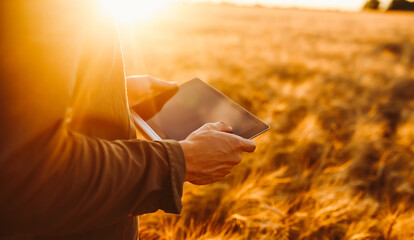 A person stands in a golden field during sunset while holding a tablet. The warm sunlight creates a soft glow around the surroundings. The scene captures a moment of technology in nature. © maxbelchenko