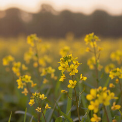 Obraz premium baroque, idyllic nature scene: sunset field of yellow flowers and grassy meadow, blurred forest background, tranquil spring/summer setting