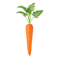 Fresh carrot with green leaves on transparent background