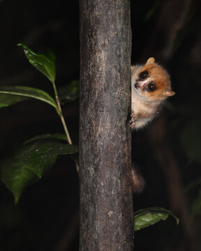 Goodman&rsquo;s Mouse Lemur Peeking from Behind Tree Trunk in Madagascar at Night