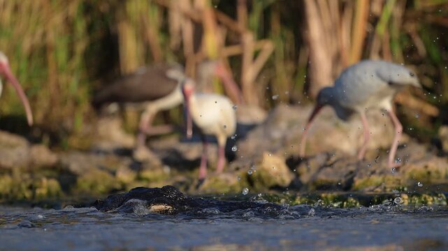 florida aligator raising head out of water