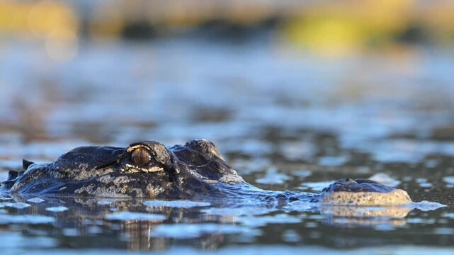 florida aligator swimming by camera at sunrise