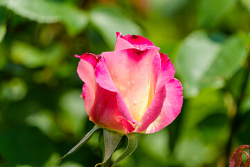 朝露が光るピンク色のバラの蕾と瑞々しい花びら