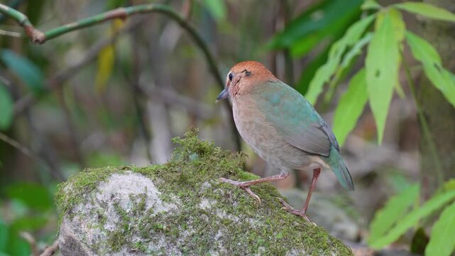 Rusty-naped Pitta (Hydrornis oatesi) on ground Bird watching in natural habitats in the forest.

