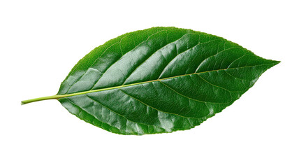 Fototapeta premium A fresh organic green leaf with detailed vein texture isolated on a white background shows macro foliage and herbal botany