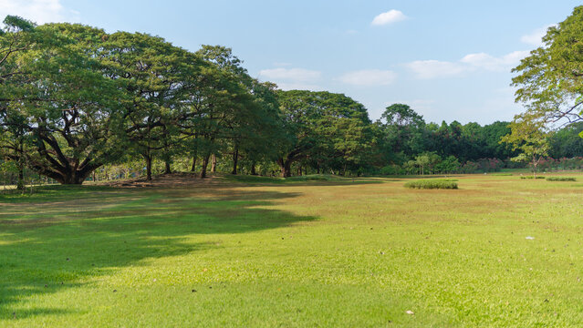 Expansive green lawn with large trees and a clear blue sky on a sunny day