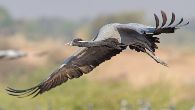 Demoiselle Crane in Flight at Khichan Rajasthan &ndash; Migratory Bird with Wings Spread During Winter Congregation in Indian Desert
