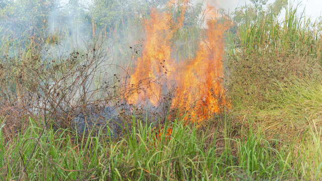 Wildfire raging through dry brush and tall green grass with smoke billowing upwards