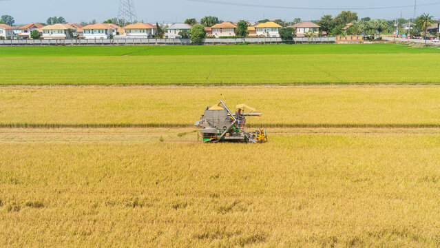 Modern combine harvester working in a golden rice field during harvest season