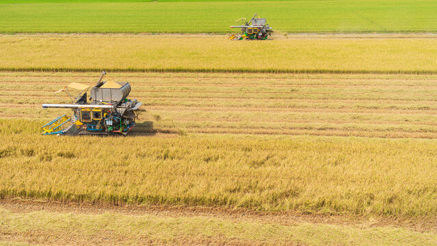 Combine harvesters working in a golden rice field during harvest season, agricultural machinery