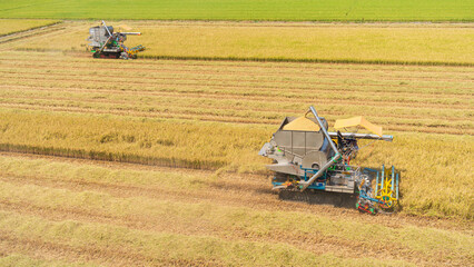 Aerial view of combine harvesters working in a golden wheat field during harvest season