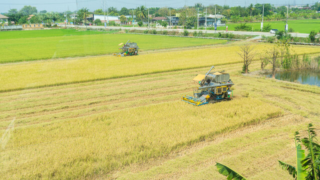 Two combine harvesters working in a golden rice field during harvest season, aerial view