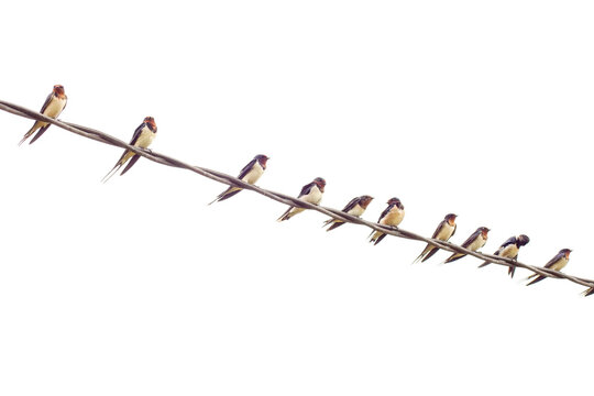 Close up a flock of barn swallow birds sitting on a cable electric pole in winter morning.