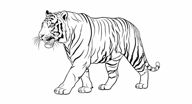 Stylized black and white line drawing of a tiger walking