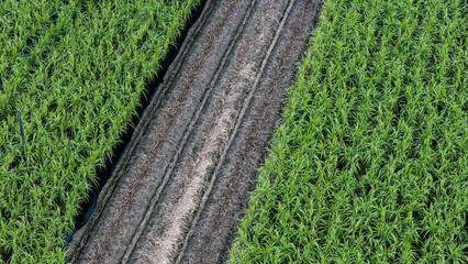 Sugarcane Fields in Yongchun County, Quanzhou, Fujian © Dong