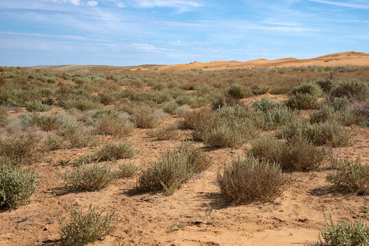 Low-growing thorny shrubs in the steppes of Kalmykia. Russia
