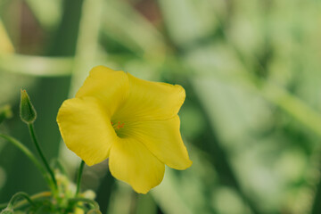 Obraz premium Close-up of yellow Oxalis pes-caprae flower blooming. Bermuda buttercup in Mediterranean nature.