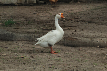 Obraz premium A white goose, a waterfowl of the Anatidae family, in São Luís, MA, Brazil.