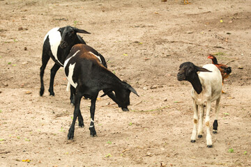 Several lambs, with wool spotted black and white, a domesticated ruminant mammal in S&atilde;o Lu&iacute;s, MA, Brazil.