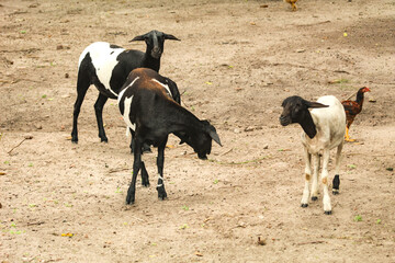 Several lambs, with wool spotted black and white, a domesticated ruminant mammal in S&atilde;o Lu&iacute;s, MA, Brazil.