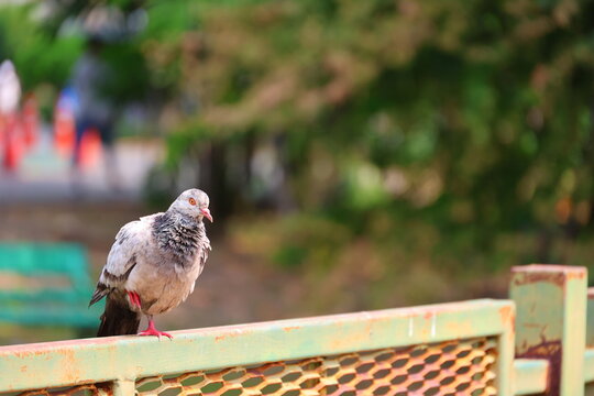 A sick pigeon is standing on rusty green iron fence. The bird may be sick due to its ruffled feathers and standing on one leg. Rock pigeons are primarily gray with green, purple iridescence around nec