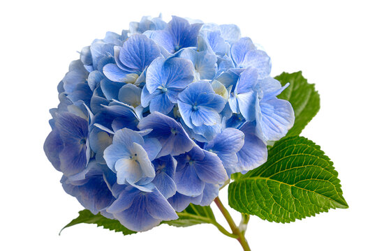 A vibrant blue hydrangea flower blooming amidst lush green foliage