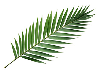 Naklejka premium PNG Palm leaf plant tree freshness.