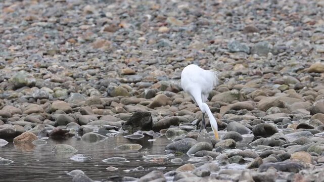 Great egret (Ardea alba) strikes and swallows a minnow on a rocky riverbank at Turtle Bay Exploration Park, Redding, California. Slow-motion wildlife footage.