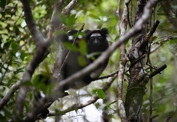 Fototapeta premium Indri (Indri indri) Hiding in Forest and Watching Curiously