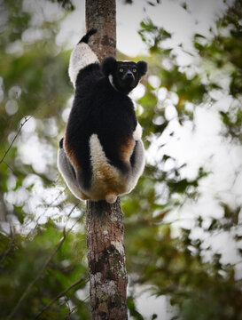 Indri (Indri indri) Clinging to Tree Trunk and Looking Down