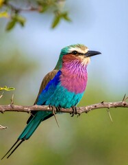 Obraz premium Colorful bird with violet, blue, brown plumage perched on a thorny branch against a blurred green and blue background