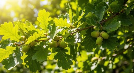 Green Oak Tree Leaves with Acorns.