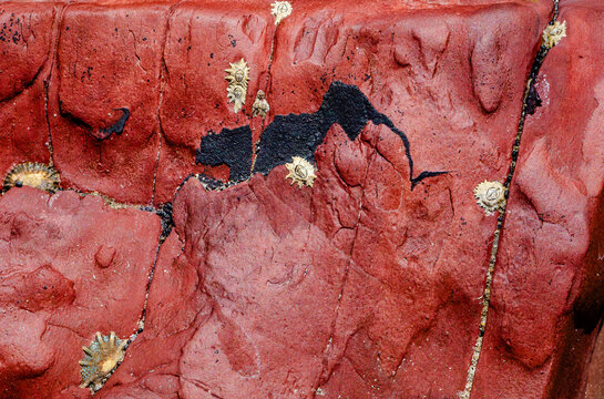 Red beach rock surface with black figure-like mark, small limpet shells attached to the surface