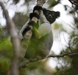 Fototapeta premium Indri (Indri indri) Climbing Tree and Looking Directly at Camera