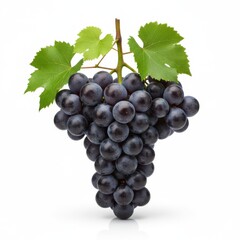 Fototapeta premium Lush bunch of dark blue grapes with vibrant green leaves on vine, isolated on white background