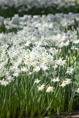 Fototapeta premium White 'Thalia' Daffodils Field in a Spring Garden