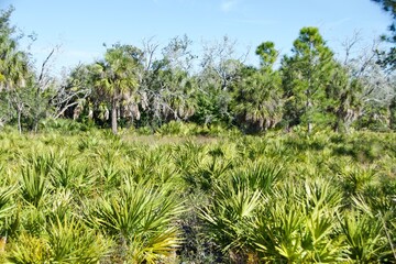 natural plants trees Florida scenery background