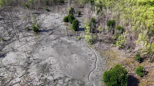 Aerial Wetland Mangrove Mudflat with Dead Trees and Puddles