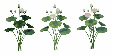 Three clusters of lotus flowers and lily pads on white background © Mityunjoy