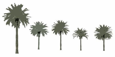 Silhouette of five palm trees decreasing in size isolated on white © Mityunjoy
